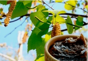 Birch birch of the mushroom