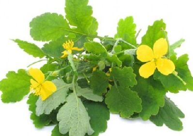 celandine for fungus on toenails